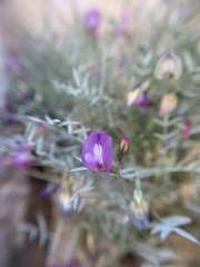 Astragalus panamintensis