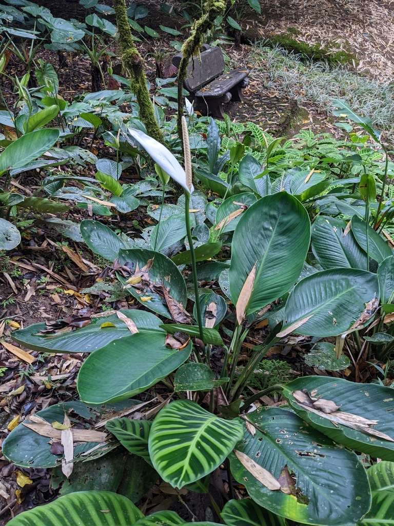 Amomophyllum