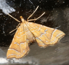 Musotima ochropteralis