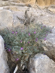 Astragalus panamintensis