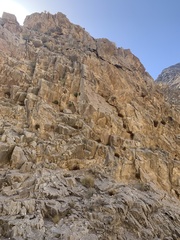 Phacelia perityloides