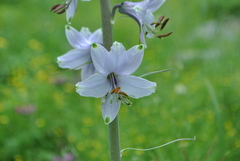 Notholirion bulbuliferum