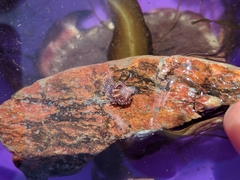 Facelina auriculata