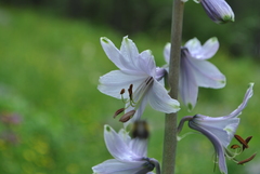 Notholirion bulbuliferum