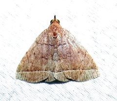 Zanclognatha jacchusalis