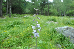 Notholirion bulbuliferum
