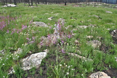 Notholirion bulbuliferum