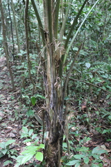 Chelyocarpus ulei