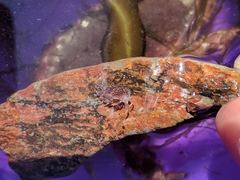 Facelina auriculata
