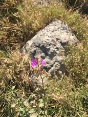 Mirabilis