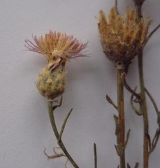 Centaurea besseriana