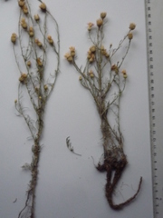 Centaurea besseriana