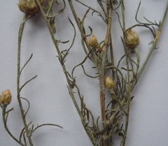 Centaurea besseriana