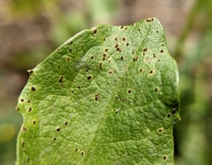 Puccinia hieracii