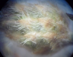 Centaurea besseriana