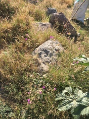 Mirabilis