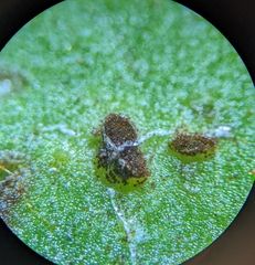 Puccinia hieracii