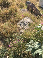Mirabilis