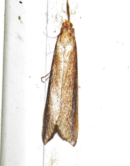 Donacaula melinellus