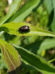 Microrhopala vittata