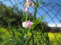 Lathyrus clymenum