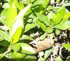 Anacridium aegyptium