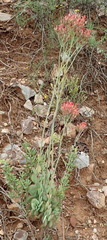 Kalanchoe rotundifolia