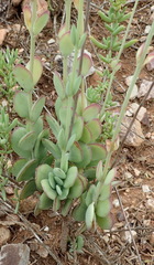 Kalanchoe rotundifolia