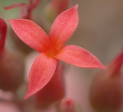 Kalanchoe rotundifolia