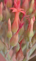 Kalanchoe rotundifolia
