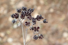 Kalanchoe rotundifolia