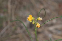 Senna hirsuta