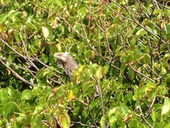 Iguana delicatissima