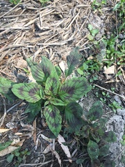 Angiospermae