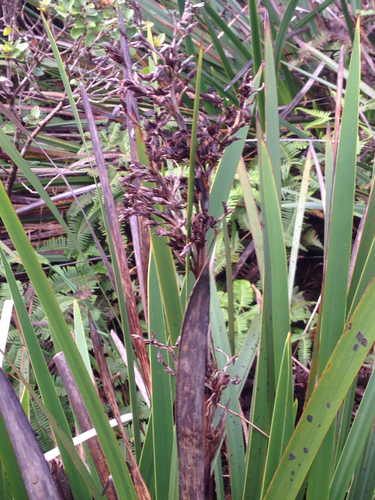 Machaerina angustifolia