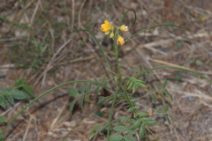 Senna hirsuta