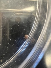 Callosobruchus maculatus