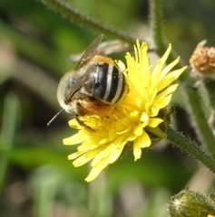 Anthophora