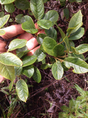 Wikstroemia bicornuta