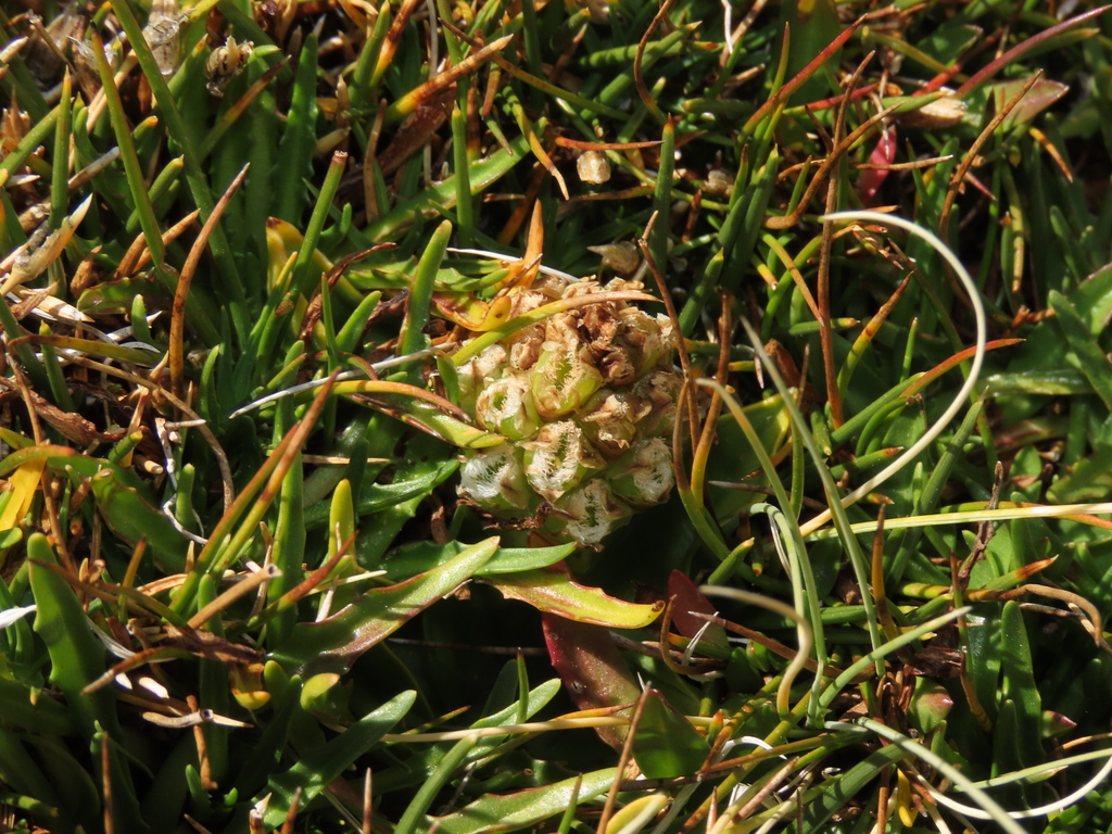 Myrosmodes nervosa