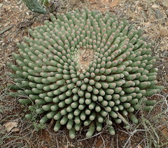 Euphorbia esculenta