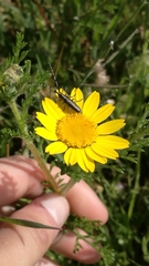 Agapanthia suturalis