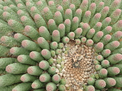 Euphorbia esculenta