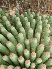 Euphorbia esculenta