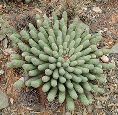 Euphorbia esculenta