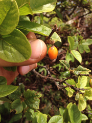 Wikstroemia bicornuta