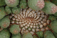 Euphorbia esculenta