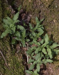 Stellaria pubera