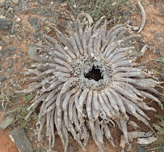 Euphorbia esculenta