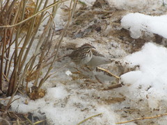 Melospiza melodia image